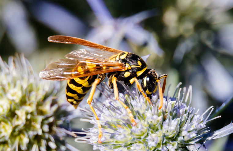 BPCA release guide to deal with drunken, sugar-seeking wasps