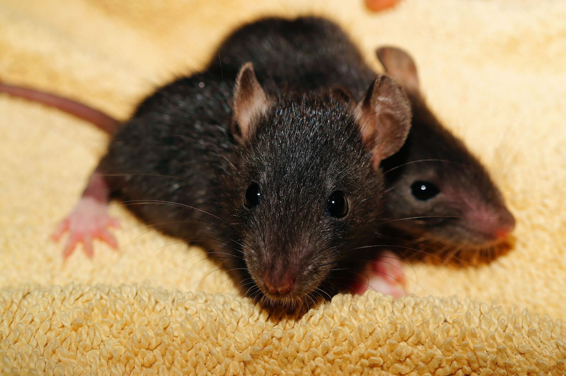 Rats shut Tokyo convenience store