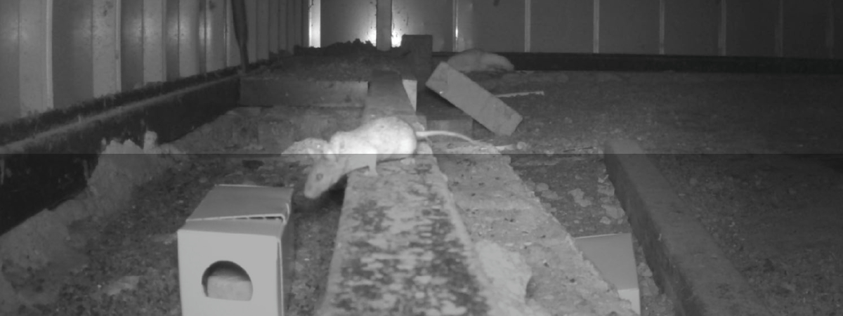 Smarter pest control