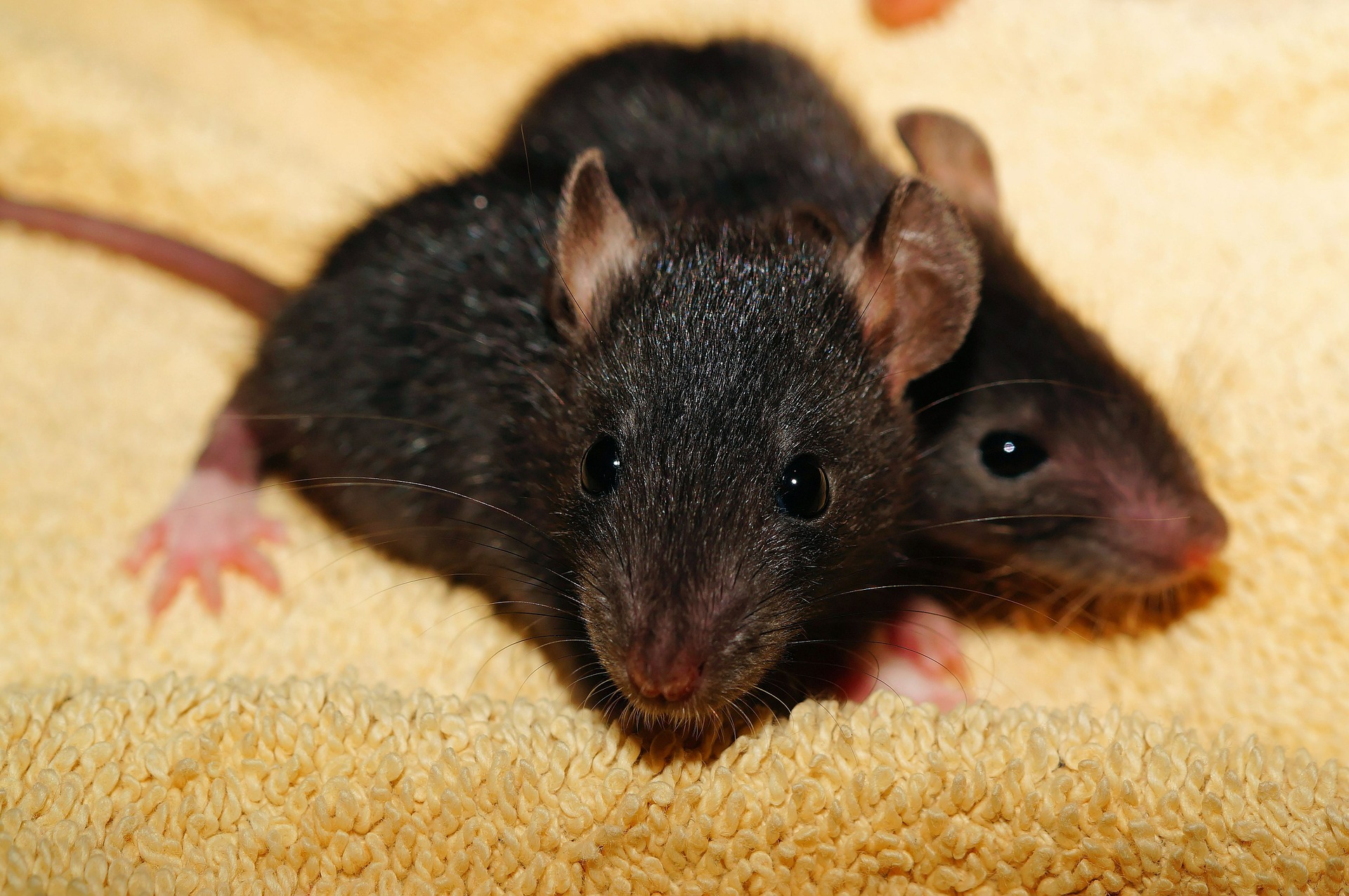 Rats shut Tokyo convenience store